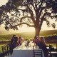 vineyard-wedding-erin-greg-reception-lg